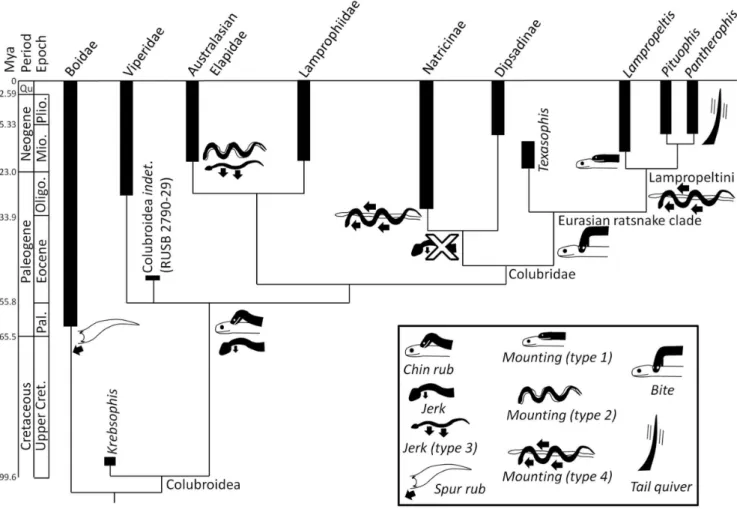 Figure 4. Scenario for the evolution of courtship behavior in snakes, based on data presented in Figure 2.