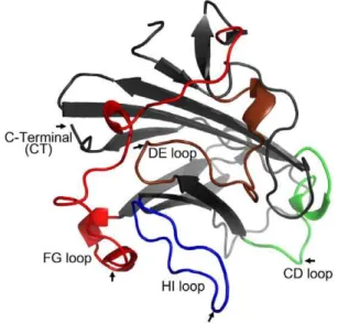 Figure 1. Epitope insertion sites in Ad5 fiber knob. The arrow indicates the location of P