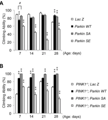 Figure 3. Constitutive expression of SE Parkin compromises mitochondrial function. (A, B) ATP contents (A, 40-day-old; B, 3- or 40-day- 40-day-old) and (C, D) 6 M guanidine-soluble protein levels (40-day-40-day-old) of thorax muscle tissues from the indica
