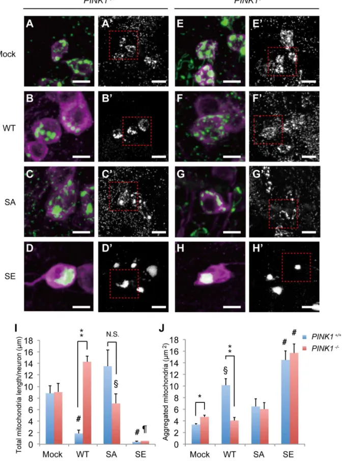 Figure 6. Parkin phosphorylation regulates mitochondrial morphology and the distribution of DA neurons
