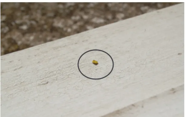 Figure 5. A 2 mm diameter grain of yellow-coloured  sand on a windowsill with a circle drawn around  it (Chris King)
