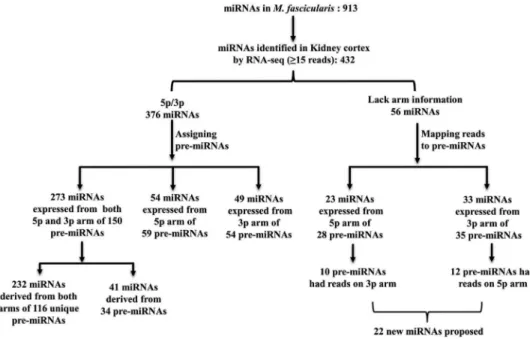 Fig 2. Mapping 432 expressed miRNAs to respective pre-miRNAs.