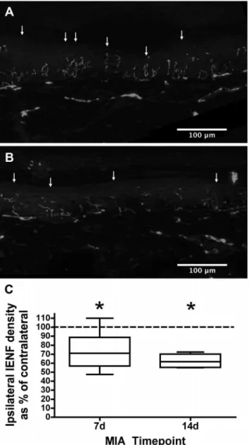 Figure 4. Quantification of intrapepidermal nerve fibre density in plantar hindpaw following MIA treatment