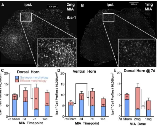 Figure 6. Effect of pregabalin treatment (10 mg/kg s.c.) on evoked responses of deep dorsal horn WDR neurones