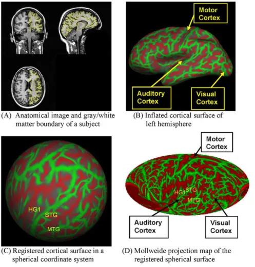 Figure 1D shows the Mollweide projection of the cortical surface in a single subject, with the insula located at the center of