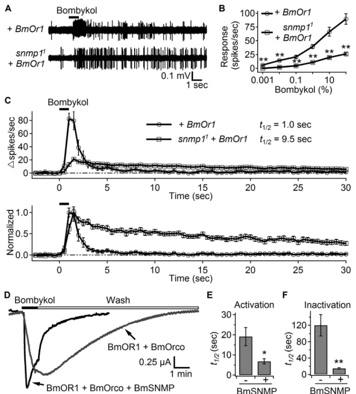 Figure 4. SNMP1 affects the response to bombykol in OR67d ORNs ectopically expressing BmOR1