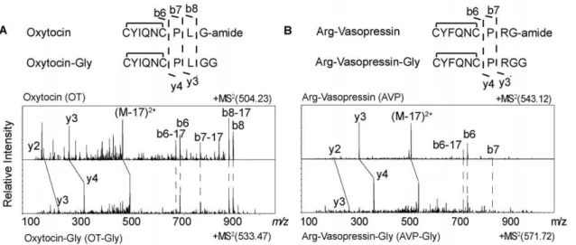 Figure 3. Effects of PAM haploinsufficiency and dietary copper (Cu) on the amidation of joining peptide (JP) and arginine- arginine-vasopressin (AVP)