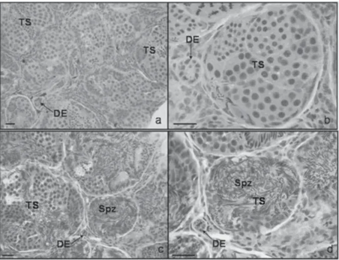 Figura 6. Secções histológicas transversais de testículo de D. minutus. (a) e (b) mostram túbulo seminífero (TS) sem espermatozóides e ducto espermático (DE) observados principalmente nos meses de março, novembro e dezembro; (c) e (d) mostram ducto espermá