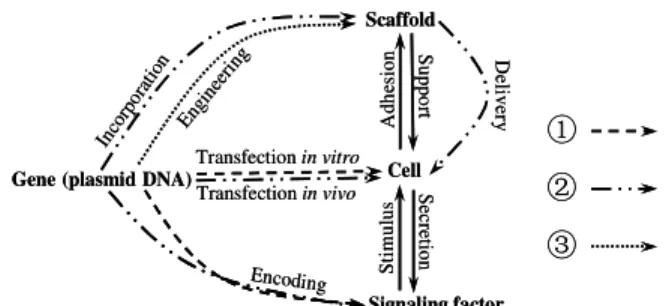Fig. 1: Illustration of different ways in which gene  technology is used in tissue engineering