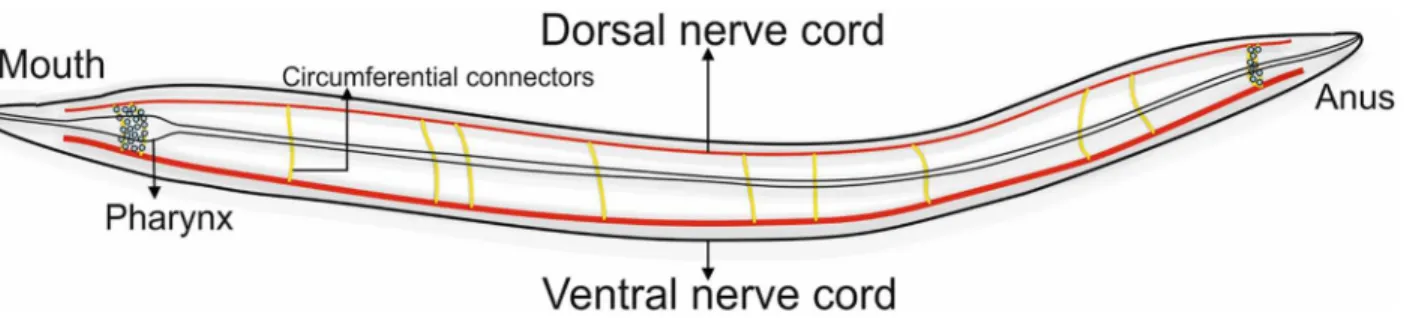 Fig 2. Diagrammatic representation of C. elegans nervous system. The gastrointestinal tract lies in the middle of the body