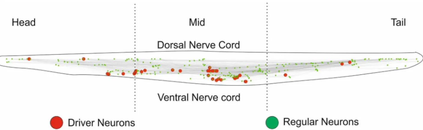 Fig 6. Visualization driver neurons of C. elegans and distribution of driver neurons across the body