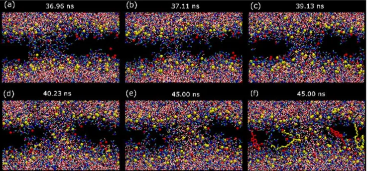 Figure 2. Sequence of stable pore formation. (a–e) Snapshots in the (x,z) view for the dynamics of formation of a stable hydrophilic water pore in a DOPC/20%Chol bilayer with 15 mol% DMSO