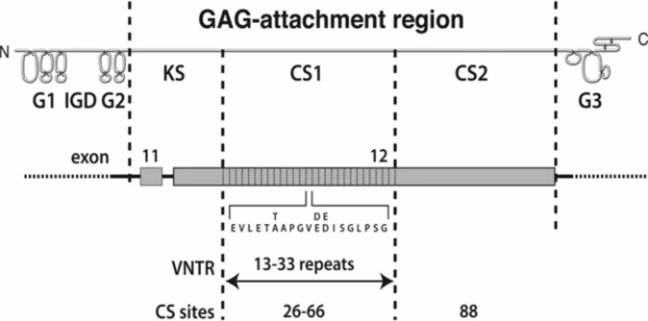 Figure 2.  Aggrecan allele distribution. The figure is a histogram depicting the percentage distribution within the population of the different repeat lengths that are present within the CS1-encoding region of the human aggrecan gene