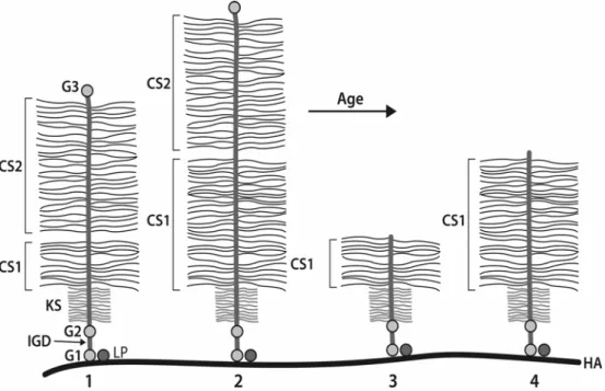 Figure 3.  Aggrecan core protein processing with age. Aggrecan molecules derived from individuals possessing low (1 and 3) and high (2 and 4) repeat numbers in the CS1-domain are depicted in association with hyaluronan (HA) and a link protein (LP)