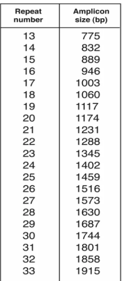 Figure 5.   Allele repeat number compared to size of PCR product. The figure depicts a comparison of the various repeat numbers found in the human aggrecan CS1  domain  and  the  corresponding  amplicon  size obtained upon PCR amplification