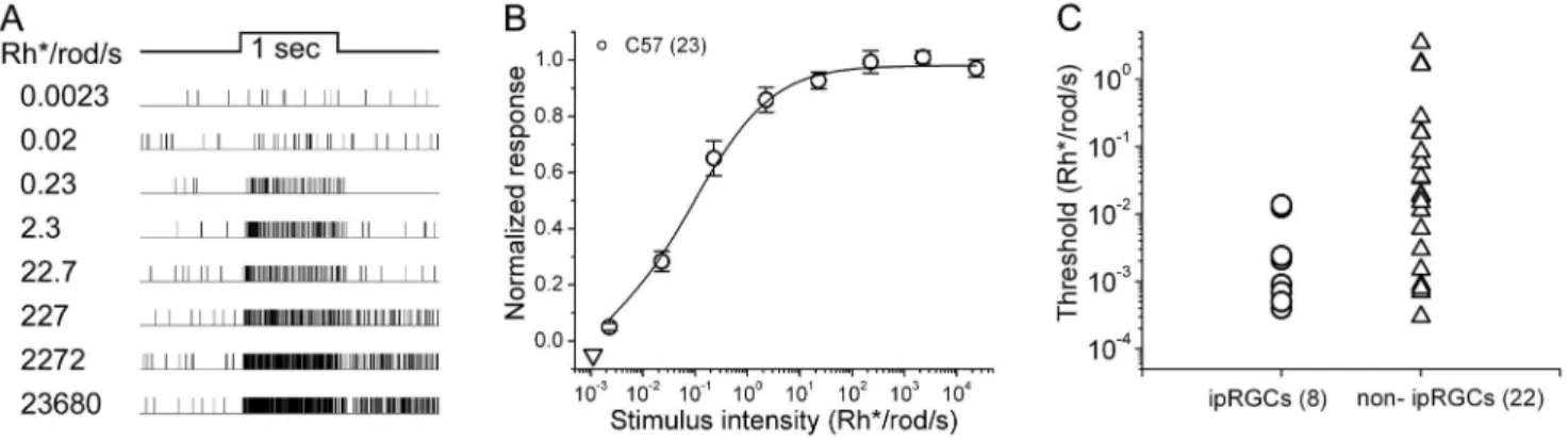 Figure 2. Input from the most sensitive rod pathway to ipRGCs. A : Raster plots of synaptically driven spike responses of a single typical ipRGC in response to a series of flashes increasing in intensity (500 nm; 1 sec)