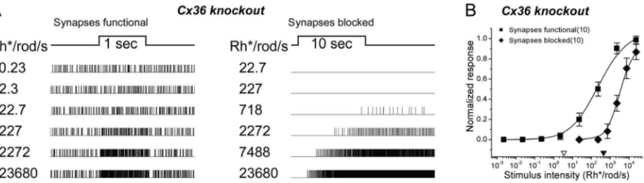 Figure 5. High-threshold light-evoked synaptic responses survive interruption of primary and secondary rod pathways by Cx36 knockout