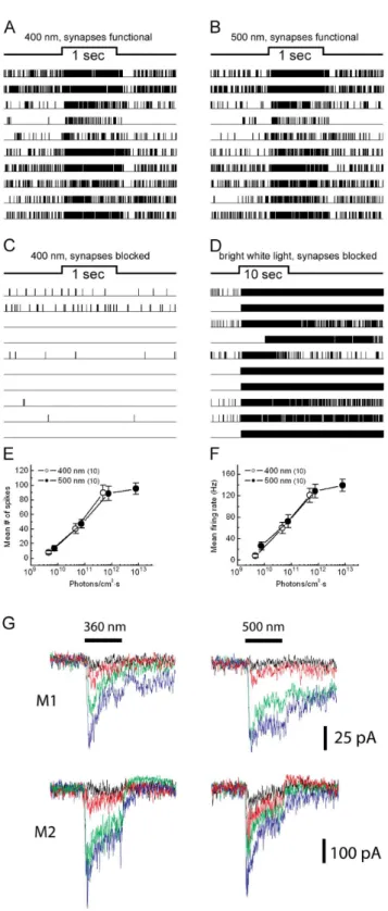 Figure 9 schematically summarizes four pathways that could transmit ON rod signals to ipRGCs