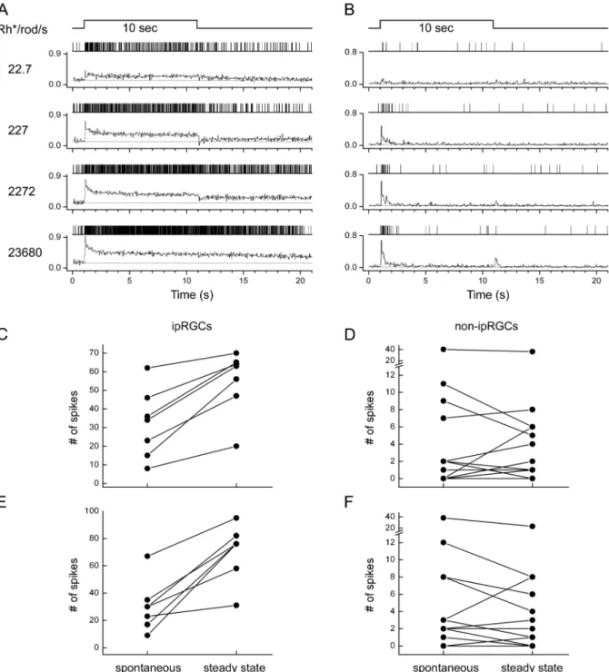 Figure 7. Surprisingly persistent cone-driven response in ipRGCs. Data are from a Cx36 knockout mouse retina, in which the primary and secondary rods paths are eliminated and ON channel synaptic input to ipRGCs comes mainly or exclusively from cones