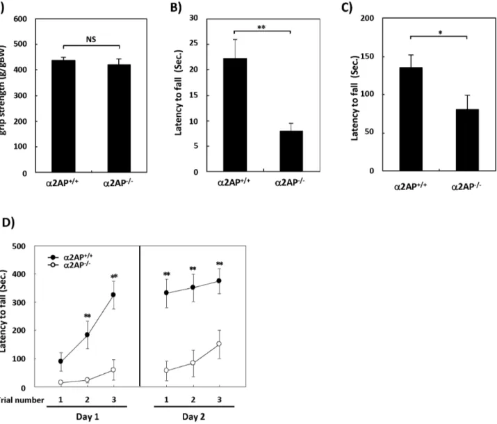 Figure 1. The impaired motor function in a 2AP 2/2 mice compared with WT mice. The grip strength was measured by the traction test (A).