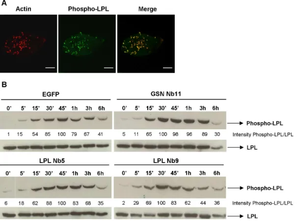 Figure 4. LPL Nbs impair gelatin degradation by THP-1 cells but MMP production and secretion remain unaffected