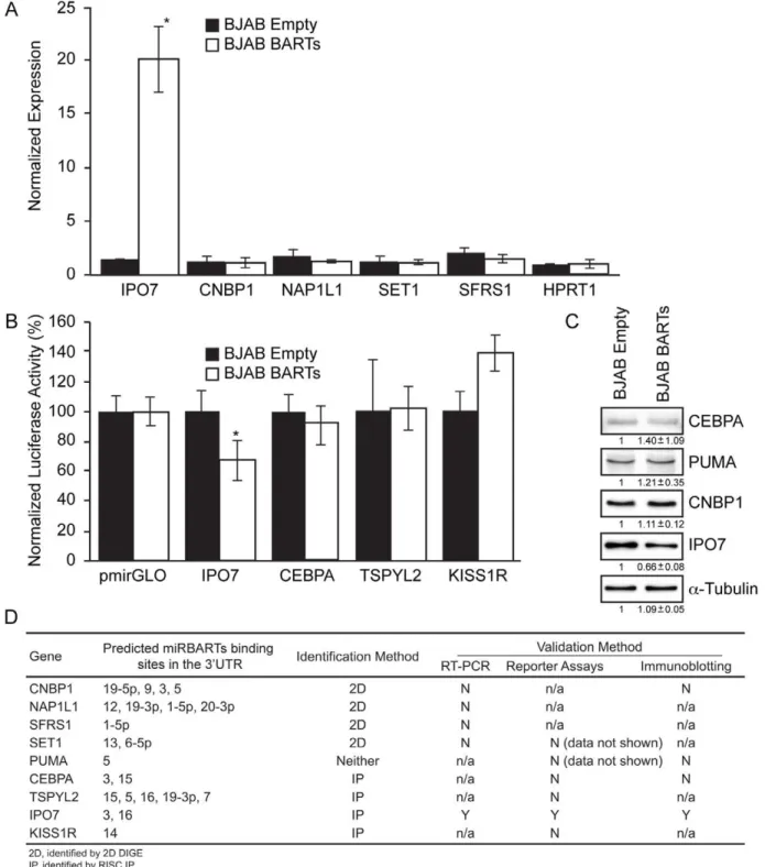 Figure 1. Validating the candidate genes obtained via 2D DIGE and RISC IPs. A. Measuring levels of candidate transcripts obtained by RISC IPs in Ago2-immunoprecipitated RNA samples of BJAB BARTs and BJAB Empty cell lines by RT-PCR revealed an enrichment fo