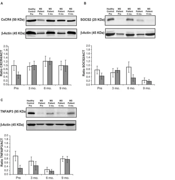 Figure 4. Protein expression of the CxCR4, SOCS2, and TNFAIP3 genes. Representative western blot bands of (A) CxCR4, (B) SOCS2, and (C) TNFAIP3 in PBMCs of a healthy control (blood sample taken before pregnancy) and a MS patient (blood samples taken before
