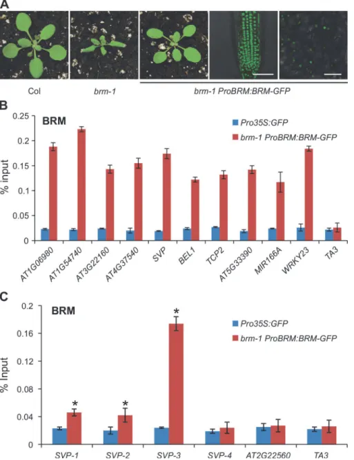 Figure 4. Physical occupancy of BRM at selected genes. (A) ProBRM:BRM-GFP could complement the brm-1 phenotype