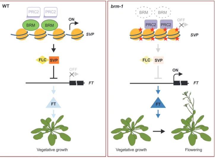 Figure 7. A model for BRM in preventing inappropriate PcG activities at SVP to promote vegetative growth