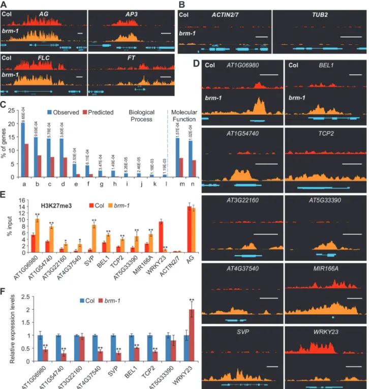 Figure 1. Loss-of-function of BRM results in changes of H3K27me3 distribution over several hundred endogenous genes