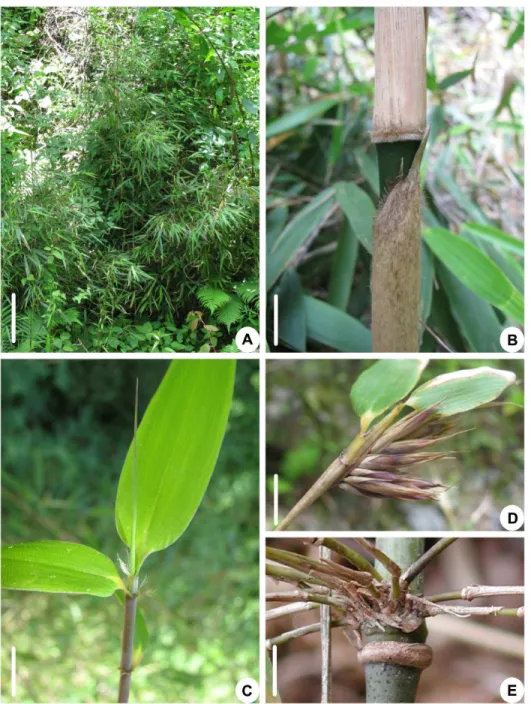Figure 1. Morphology of Fargesia decurvata . A. Bamboo clump. Bar = 30 cm. B. Middle parts of a bamboo shoot