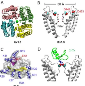 Fig 2. Structure of Kv1.3 and ChTx. In (A) and (B), the view is parallel and perpendicular to the channel axis, respectively