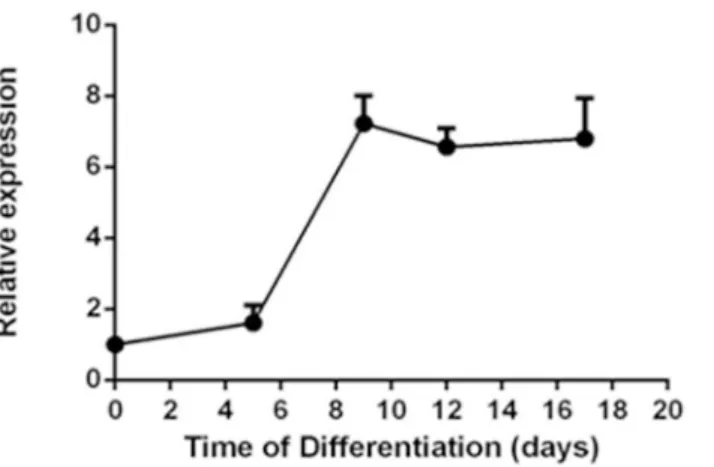 Fig 2. Expression pattern of TRPV1 mRNA during the differentiation of mESCs to cardiomyocytes.