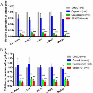 Fig 5. Effect of TRPV1 agonist and antagonists on mRNA expression of cardiac-specific marker genes in mESC-CMs