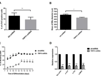 Fig 6. Effect of TRPV1-shRNA on mESC differentiation to cardiomyocytes. (A) Summary of FACS data showing that TRPV1-shRNA reduced the c-TnT-positive cardiomyocytes on the differentiation day 12