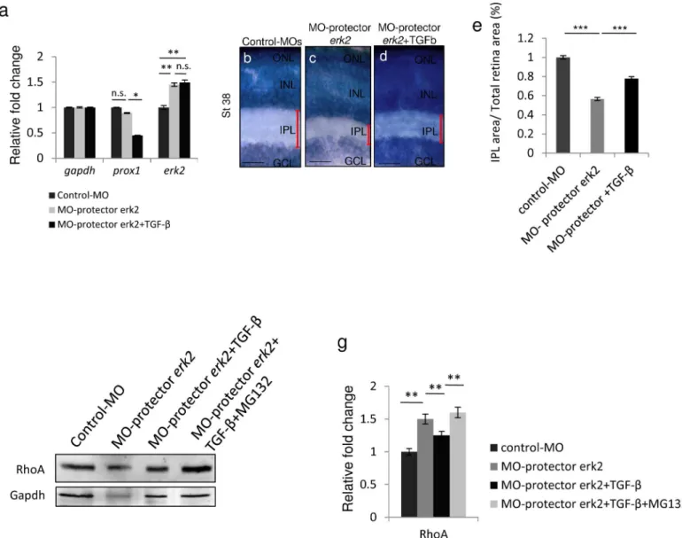 Fig 6. TGF-β signaling regulates erk2 expression by modulating miR-181a/b levels. (a) qRT-PCR analysis of prox1 and erk2 transcripts in RNA derived from St32 control-MOs, MO-protector-erk2 – injected and TGF-β-treated MO-protector-erk2 medaka fish eyes