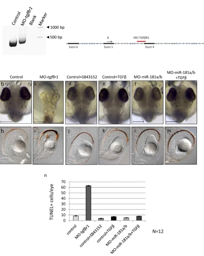 Fig 1. TGF-β pathway down-regulation from early phases of medaka fish embryo development determines alteration of programmed cell death programs in the retina