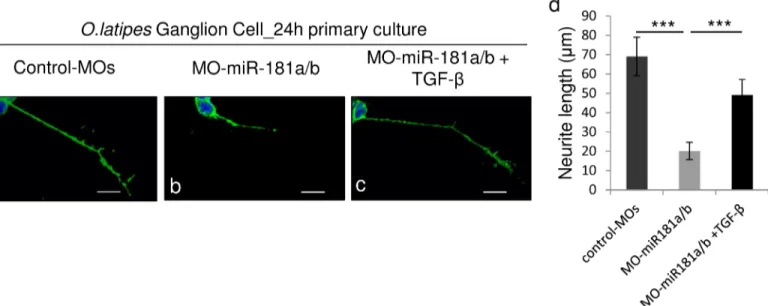 Fig 3. TGF-β signaling modulates miR-181a/b action in the assembly of retinal circuitry