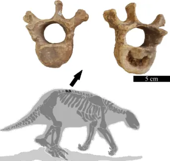 Figura 9. Vértebras de preguiça-terrícola, sendo que a da  dir. apresenta patologia. Coleção de Paleontologia  MCN PUC Minas; espécime MCL-21764