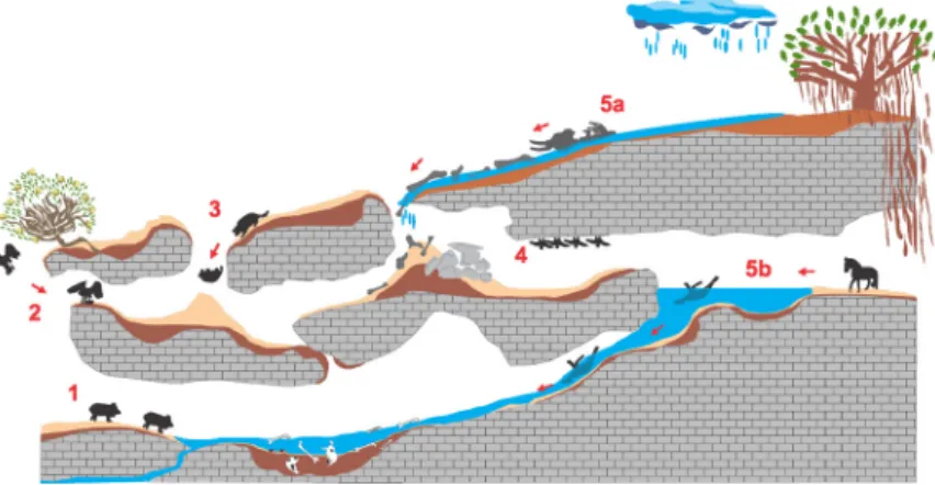 Figura 10. Visão em perfil de uma caverna, onde são indicadas as hipóteses  de entrada de animais (ou de seus restos): (1) à procura de água ou sal; 