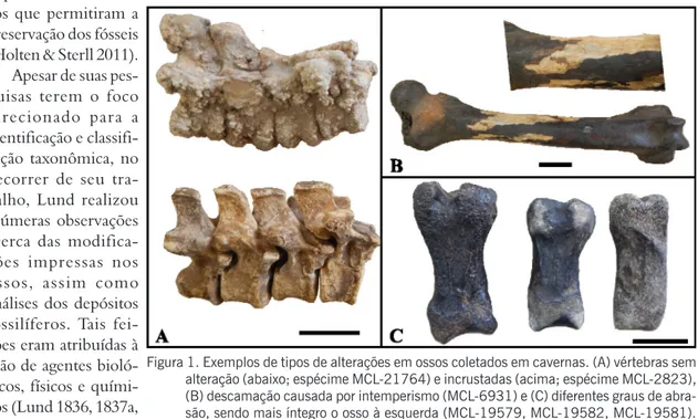 Figura 1. Exemplos de tipos de alterações em ossos coletados em cavernas. (A) vértebras sem  alteração (abaixo; espécime MCL-21764) e incrustadas (acima; espécime MCL-2823),  (B) descamação causada por intemperismo (MCL-6931) e (C) diferentes graus de  abr
