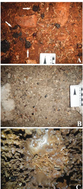 Figura 2. Exemplos de depósitos contendo restos de pe- pe-quenos vertebrados predados por corujas, sendo: 