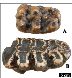 Figura 3. Vista oclusal de dentes de mastodontes. Molares  de indivíduo jovem (A), apresentando cúspides não  desgastadas e de indivíduo senil (B),  apresentan-do cúspides um avançaapresentan-do desgaste