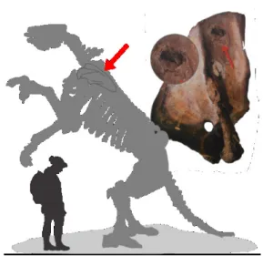 Figura 8. Feto de preguiça-terrícola descoberto na Toca  da Boa Vista (A), com identificação dos ossos  coletados (B) e (C) e reconstituição do animal em  vida (D)