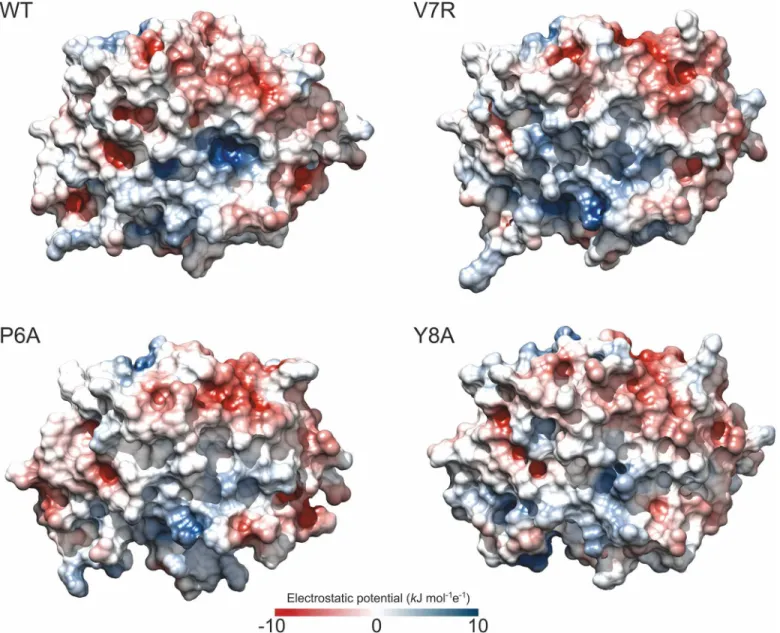 Fig 5. Electrostatics of the p-HLA binary complexes. Electrostatic potential maps at the surface of WT and mutant p-HLA binary complexes