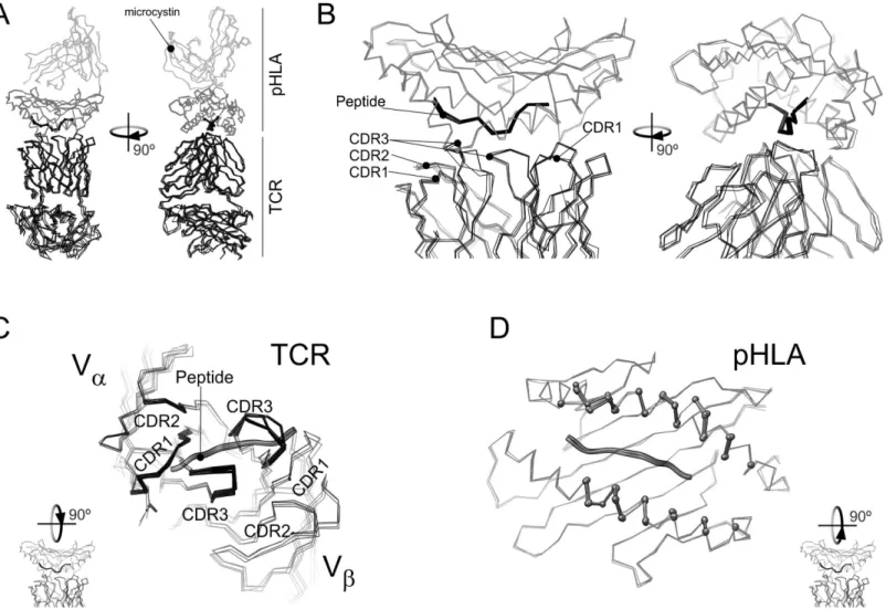 Fig 1. Overlay of the X-ray diffraction models for the WT and mutant TAX-HLA-TCR complexes