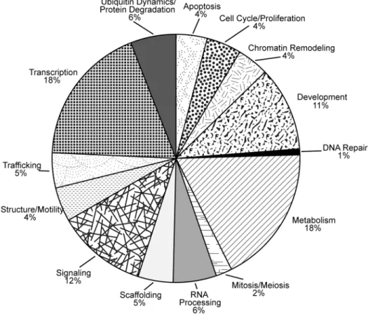 Figure 3. Gene ontology analysis of SOX2-associated proteins identified in MB tumor cells