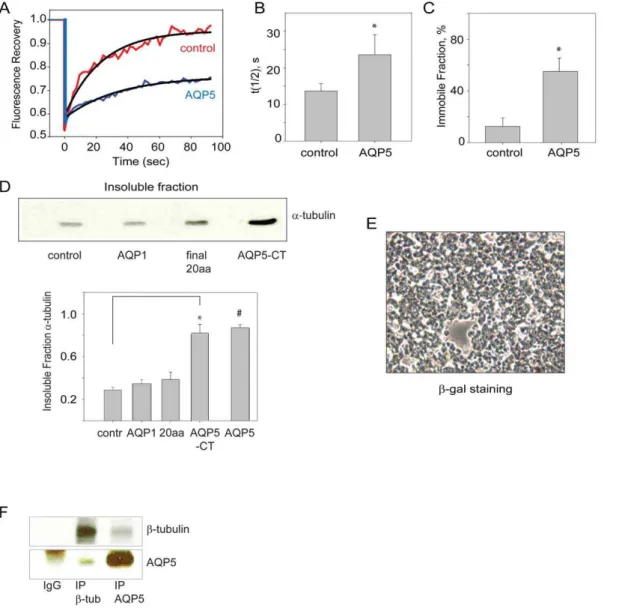 Figure 5. Overexpression of AQP5 led to delayed fluorescence recovery and increased MT stability