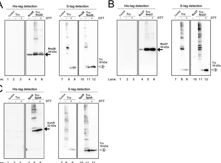 Fig 4. Examination of the interaction of Rre28, Rre37 and SphR with Trx in E . coli cells