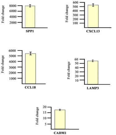 Fig 2. Real time RT-PCR of some modulated genes. Genes selected for validation were SPP1, CXCL13, CCL18, LAMP3 and CADM1